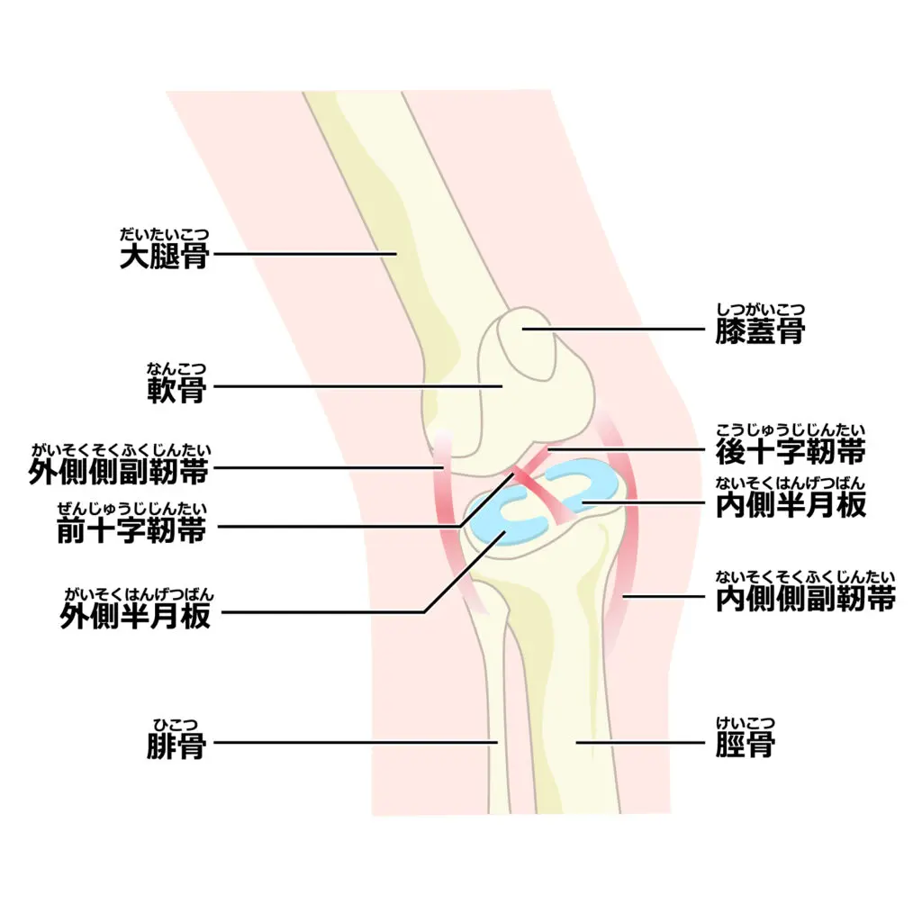 JOINT PAIN（関節の痛み） 関節痛（指・膝・股関節・手首・足首・肩）｜鶴見駅前リウマチ・内科