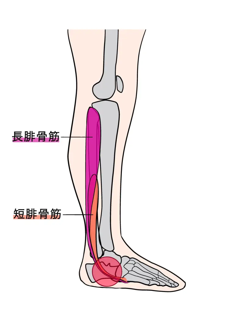 長 腓骨 筋
