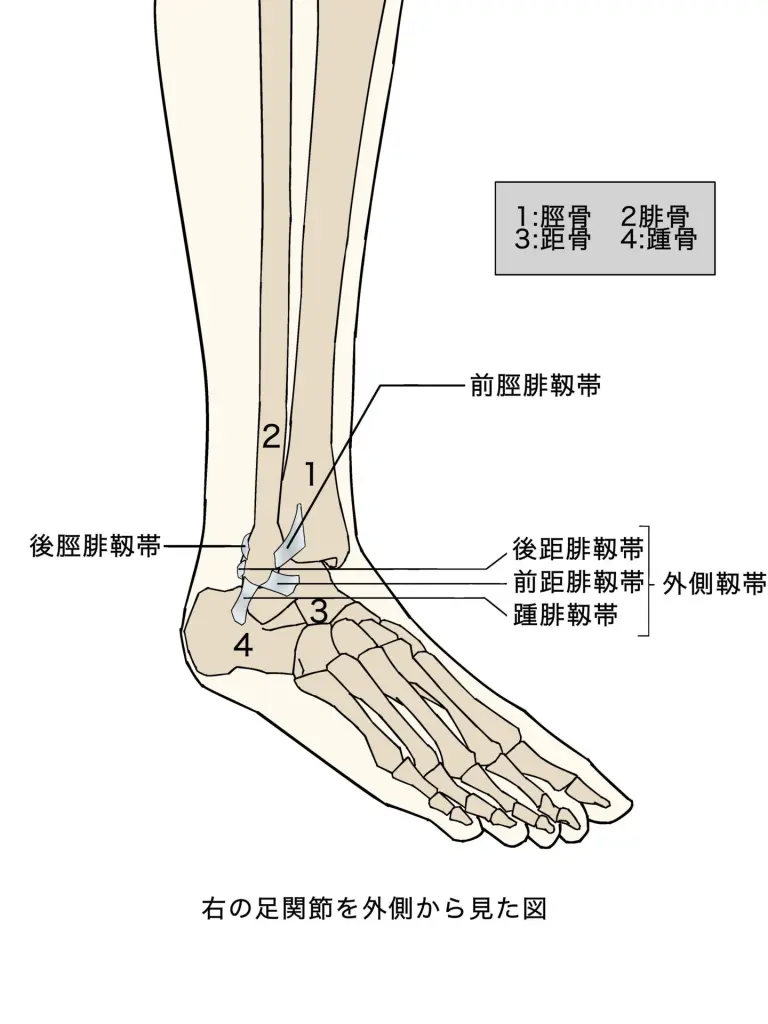 スポーツ外傷の中で最も多く、約3割を占める「足関節捻挫」放置しない